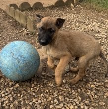 Chiots de race Berger belge malinois à vendre chez l'éleveur DU PERIGORD NOIR ET FEU