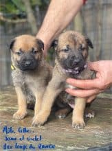 Chiots de race Berger belge malinois à vendre chez l'éleveur LES LOUPS DU RANCH