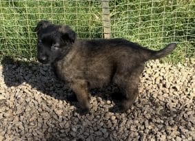 Chiots de race Berger belge malinois à vendre chez l'éleveur DU PERIGORD NOIR ET FEU