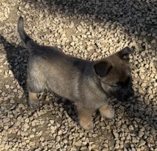 Chiots de race Berger belge malinois à vendre chez l'éleveur DU PERIGORD NOIR ET FEU