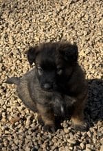 Chiots de race Berger belge malinois à vendre chez l'éleveur DU PERIGORD NOIR ET FEU