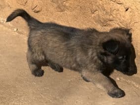 Chiots de race Berger belge malinois à vendre chez l'éleveur DU PERIGORD NOIR ET FEU