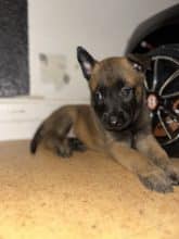 Chiots de race Berger belge malinois à vendre chez l'éleveur IMISKINE MINA