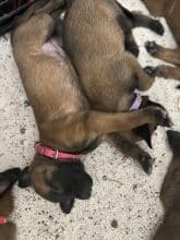 Chiots de race Berger belge malinois à vendre chez l'éleveur IMISKINE MINA