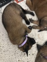 Chiots de race Berger belge malinois à vendre chez l'éleveur IMISKINE MINA