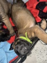 Chiots de race Berger belge malinois à vendre chez l'éleveur IMISKINE MINA