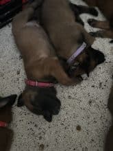 Chiots de race Berger belge malinois à vendre chez l'éleveur IMISKINE MINA