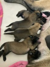 Chiots de race Berger belge malinois à vendre chez l'éleveur IMISKINE MINA