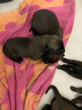 Chiots de race Berger belge malinois à vendre chez l'éleveur IMISKINE MINA