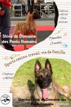 Chiots de race Berger belge malinois à vendre chez l'éleveur ELEVAGE DU DOMAINE DU PONT ROMAIN