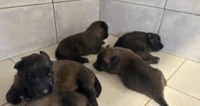 Chiots de race Berger belge malinois à vendre chez l'éleveur DU PALAIS DES PAPES