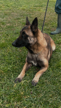 Chiots de race Berger belge malinois à vendre chez l'éleveur DU PALAIS DES PAPES