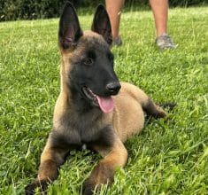 Chiots de race Berger belge malinois à vendre chez l'éleveur DU PALAIS DES PAPES