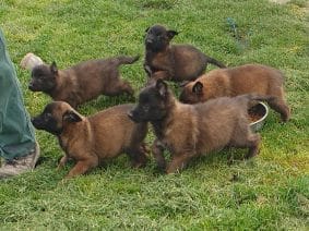 Chiots de race Berger belge malinois à vendre chez l'éleveur DU PALAIS DES PAPES