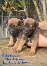 Chiots de race Berger belge malinois à vendre chez l'éleveur LES LOUPS DU RANCH