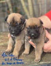 Chiots de race Berger belge malinois à vendre chez l'éleveur LES LOUPS DU RANCH