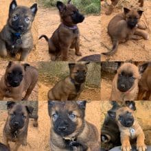 Chiots d'apparence Berger belge malinois à vendre chez l'éleveur FOLLIO AUDE