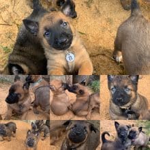 Chiots d'apparence Berger belge malinois à vendre chez l'éleveur FOLLIO AUDE