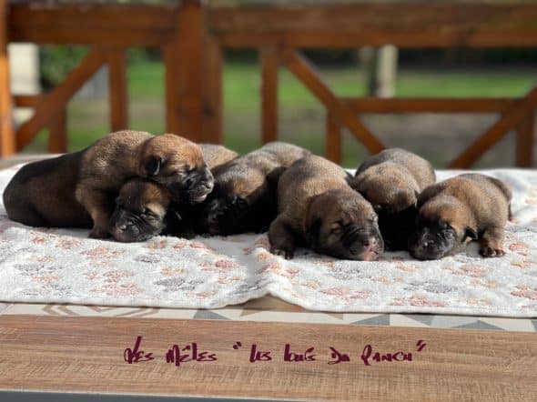 Image de la portée de chiot de l'élévage LES LOUPS DU RANCH