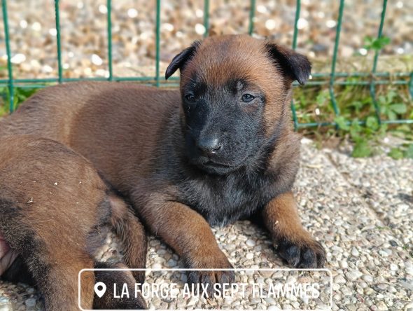 Image de la portée de chiot de l'élévage LA FORGE AUX SEPT FLAMMES