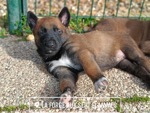 Image de la portée de chiot de l'élévage LA FORGE AUX SEPT FLAMMES