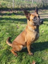 Chiots de race Berger belge malinois à vendre chez l'éleveur CLUZEAUD MATHIAS