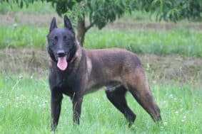 Chiots de race Berger belge malinois à vendre chez l'éleveur CLUZEAUD MATHIAS