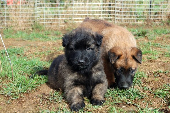 Image de la portée de chiot de l'élévage LA FORGE AUX SEPT FLAMMES