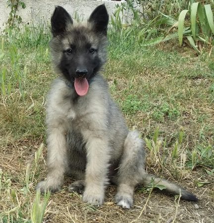 Image de la portée de chiot de l'élévage ELEVAGE DES COLLINES D AZUR