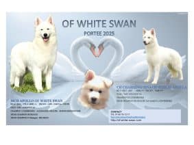 Chiots de race Berger blanc suisse à vendre chez l'éleveur OF WHITE SWAN