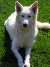 Chiots de race Berger blanc suisse à vendre chez l'éleveur DU PALAIS DES PAPES