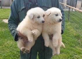 Chiots de race Berger blanc suisse à vendre chez l'éleveur DU PALAIS DES PAPES