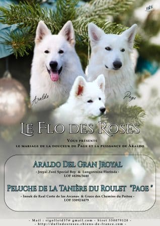 Image de la portée de chiot de l'élévage EL DU FLO DES ROSES