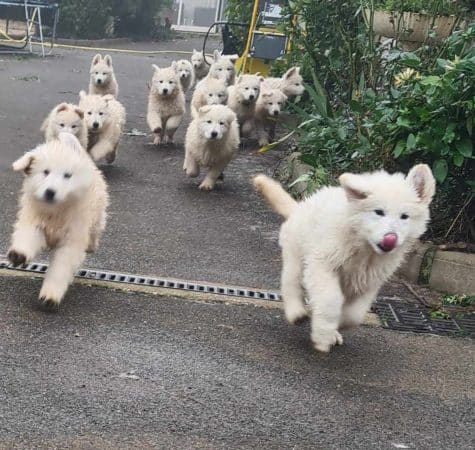 Image de la portée de chiot de l'élévage EL DU FLO DES ROSES