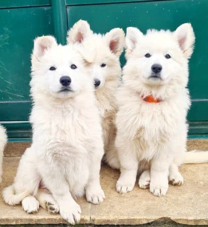 Image de la portée de chiot de l'élévage EL DU FLO DES ROSES