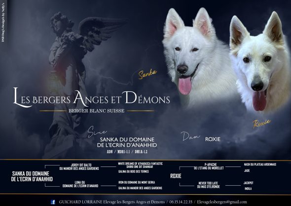 Image de la portée de chiot de l'élévage BERGERS ANGES ET DEMONS