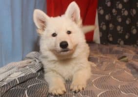 Chiots de race Berger blanc suisse à vendre chez l'éleveur LES PETITES PATTES BLANCHES