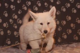 Chiots de race Berger blanc suisse à vendre chez l'éleveur LES PETITES PATTES BLANCHES