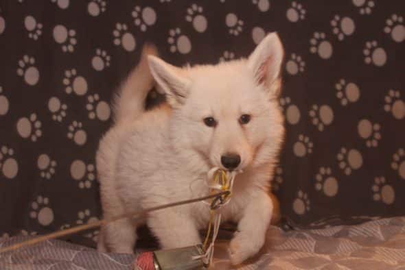 Image de la portée de chiot de l'élévage LES PETITES PATTES BLANCHES