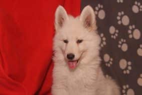 Chiots de race Berger blanc suisse à vendre chez l'éleveur LES PETITES PATTES BLANCHES