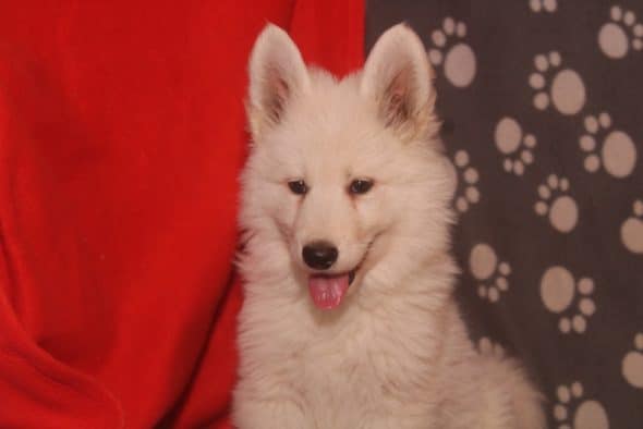 Image de la portée de chiot de l'élévage LES PETITES PATTES BLANCHES