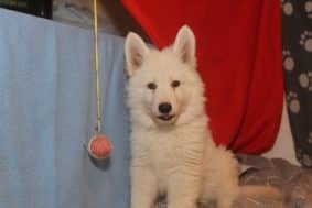 Chiots de race Berger blanc suisse à vendre chez l'éleveur LES PETITES PATTES BLANCHES