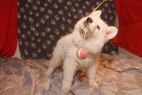 Chiots de race Berger blanc suisse à vendre chez l'éleveur LES PETITES PATTES BLANCHES