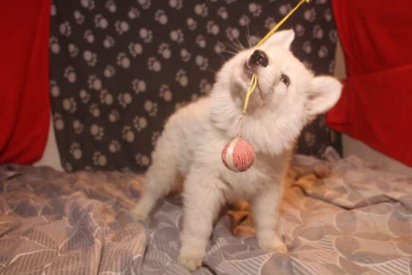 Image de la portée de chiot de l'élévage LES PETITES PATTES BLANCHES