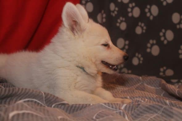 Image de la portée de chiot de l'élévage LES PETITES PATTES BLANCHES