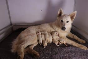 Chiots de race Berger blanc suisse à vendre chez l'éleveur DU MONT DE SENE