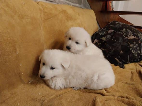 Image de la portée de chiot de l'élévage CAVALIN CHRISTOPHE