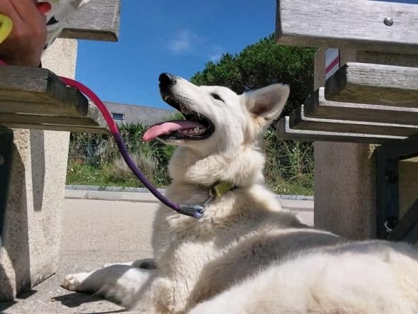 Image de la portée de chiot de l'élévage CAVALIN CHRISTOPHE