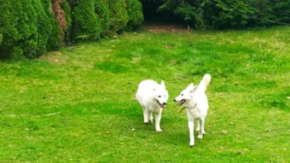 Image de la portée de chiot de l'élévage CAVALIN CHRISTOPHE