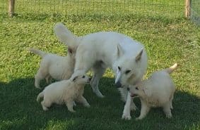 Chiots de race Berger blanc suisse à vendre chez l'éleveur DU PALAIS DES PAPES